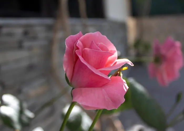 Sun Rose