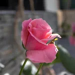 Sun Rose