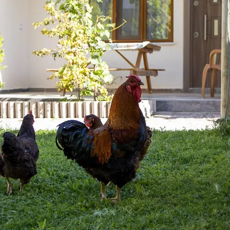 בית אירוח Sun Rose *