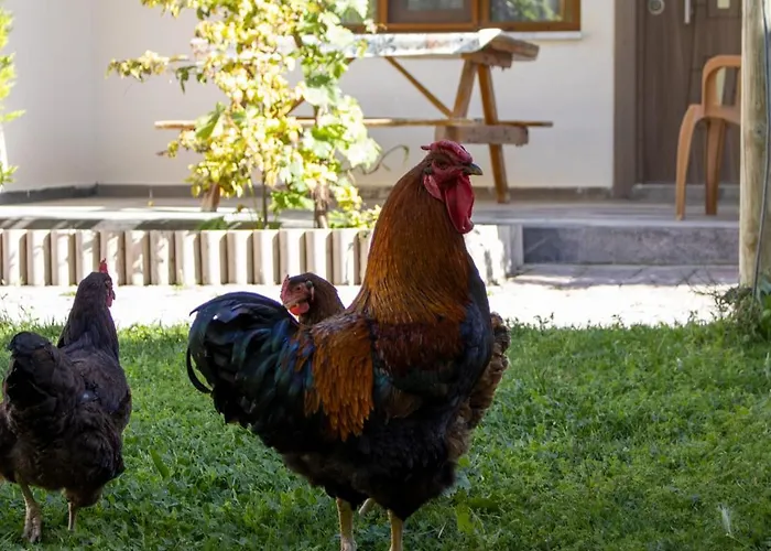 בית אירוח Sun Rose *